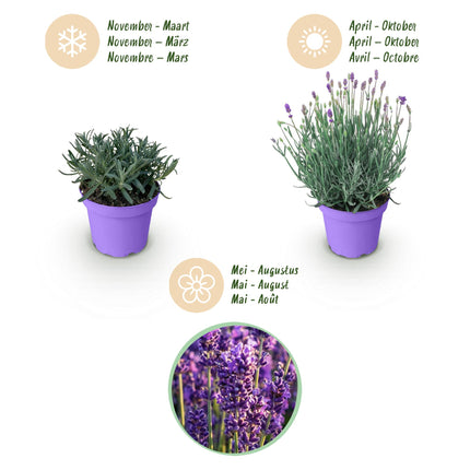 Lavandula angustifolia Munstead - Lavande - Rustique - Violet - 18 Plantes - Pot 12cm - Hauteur 15-25cm - 2m2