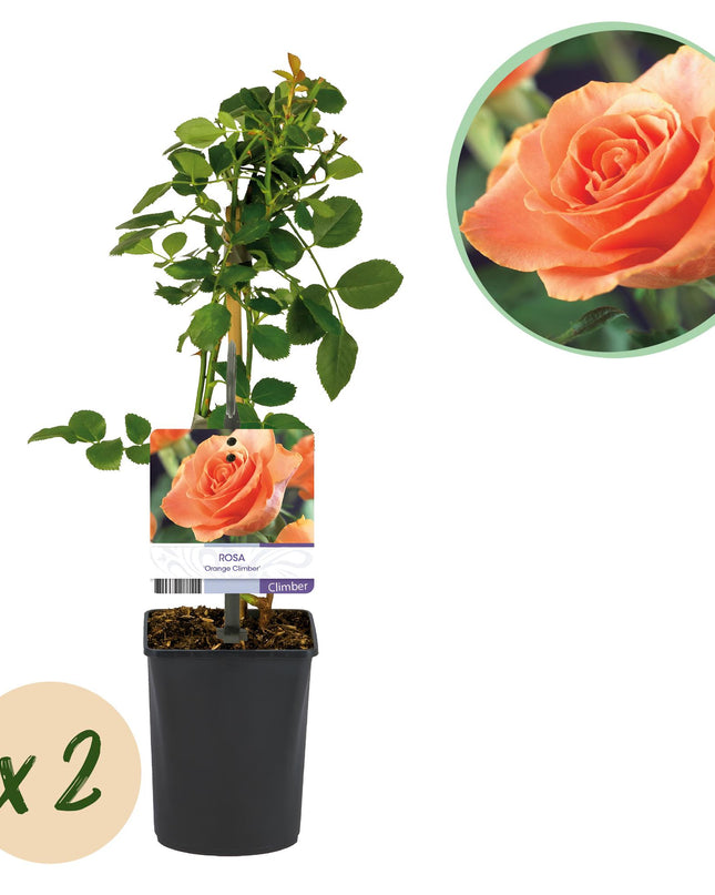 Klimroos Rosa Orange Climber - 2 planten - Bloem Oranje - Weinig onderhoud - - Pot 11cm Hoogte 40cm