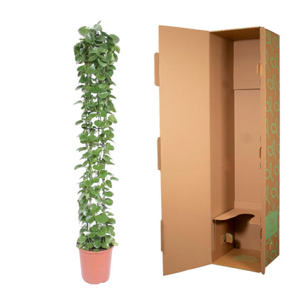 Cissus rotundifolia Pflanzenstütze - 160 cm - ø27