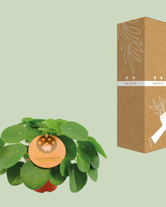 Pilea Peperomioides - Ø15cm - ↕30cm