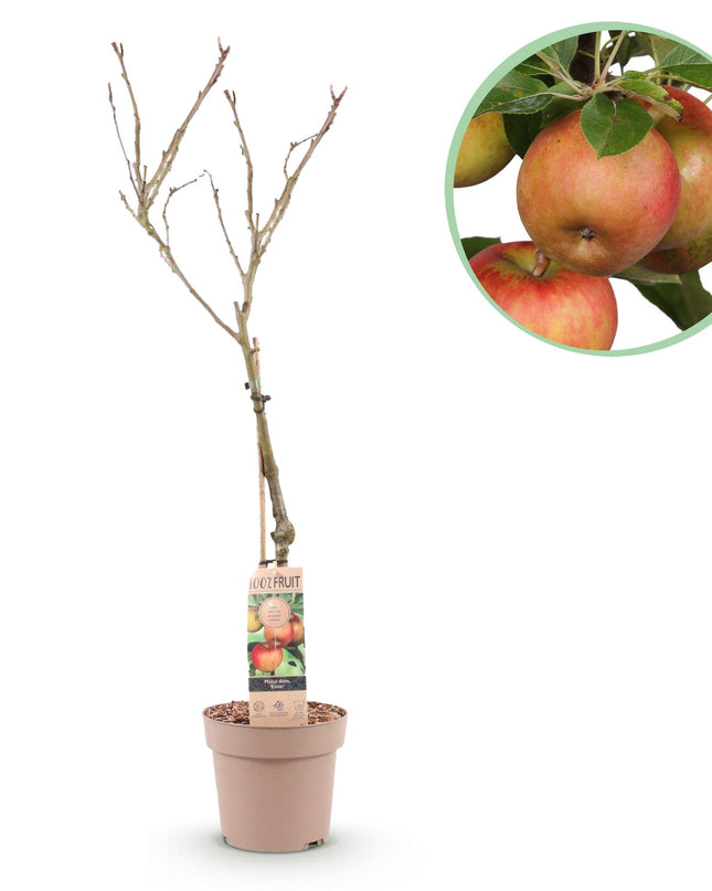 Appelboom - Malus domestica Elstar - Rode groene Appel - Pot 21cm Hoogte 90cm