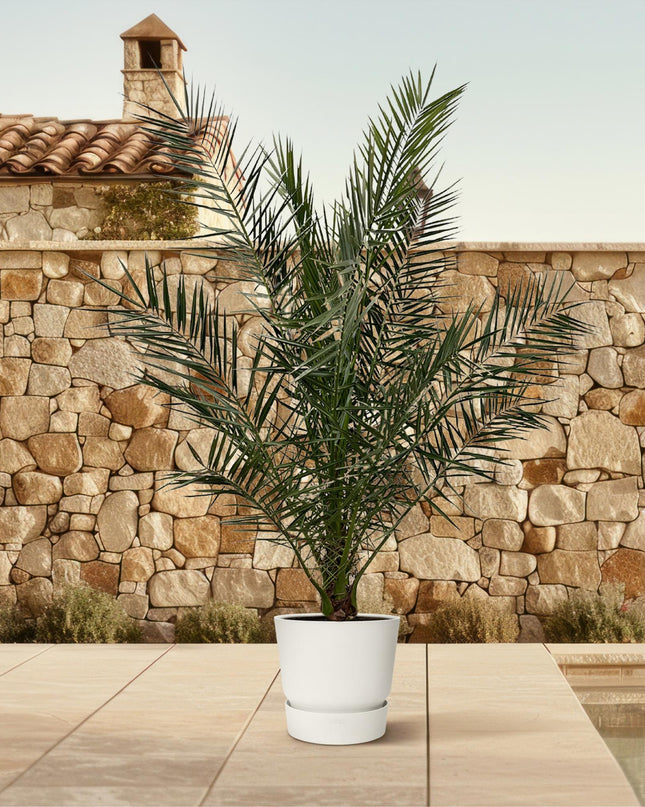 Phoenix Canariensis - 180 cm - Ø27 cm