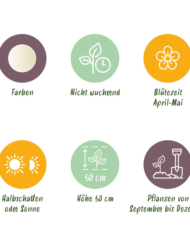 Bloembollen - Tulp Triumph White - Kleur Wit - 15 stuks - Bolmaat 11/12 - XXL Pack