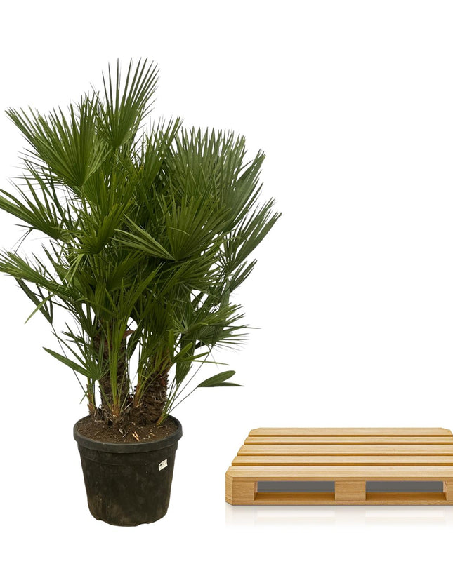 Chamaerops Humilis multi stam - 160 - 180 cm - Ø45cm