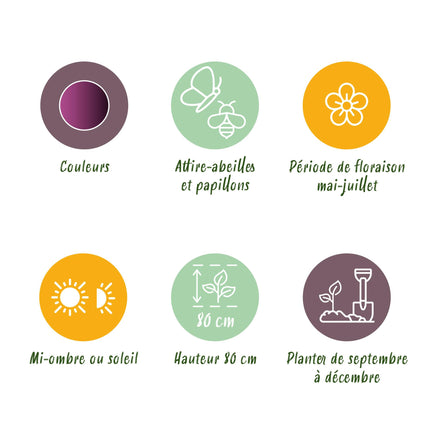 Bloembollen - Allium Miami - Kleur Paars - 15 stuks - Bolmaat 10/11 - XXL Pack