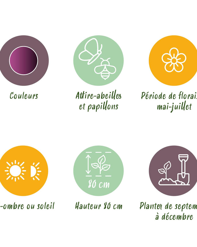 Bloembollen - Allium Miami - Kleur Paars - 15 stuks - Bolmaat 10/11 - XXL Pack