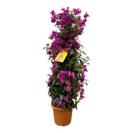 Bougainvillea piramide - 80 cm - Ø17cm