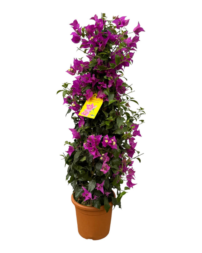 Bougainvillea piramide - 80 cm - Ø17cm