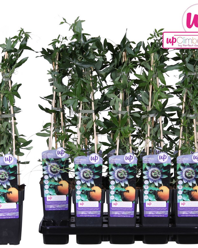 Passiflora Blauw caerulea - Ø15cm - ↕65cm