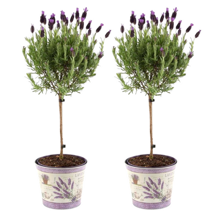 Lavandula stoechas Anouk auf Stamm im Lavendelprint Dekotopf - 15 cm Topf - Set aus 2 französischen Lavendeln auf Stamm im Dekotopf