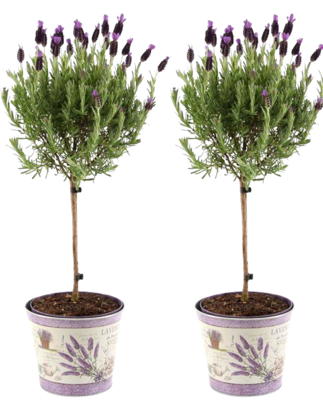Lavandula stoechas Anouk auf Stamm im Lavendelprint Dekotopf - 15 cm Topf - Set aus 2 französischen Lavendeln auf Stamm im Dekotopf