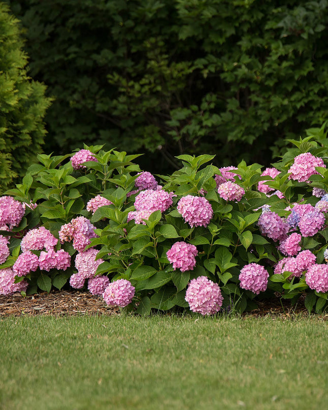 Hortensia Roze -  Hydrangea Endles Summer The Original Pink - 8 Planten - Pot 14cm -Hoogte 20-25cm
