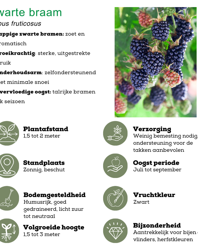 Mix di piante da frutto BIO 4 pezzi - Lampone/ Ribes/ Mirtillo/ Mora