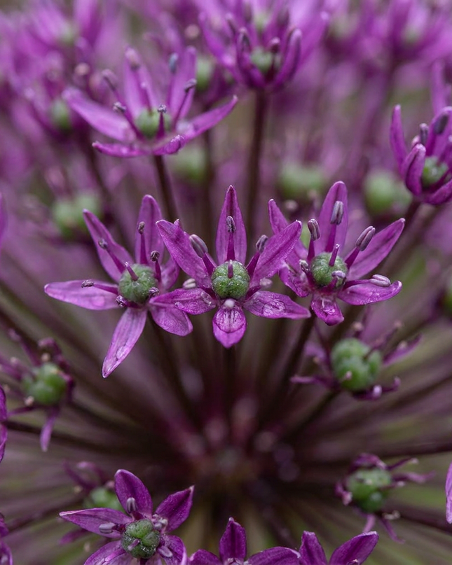 120x Allium Miami - Zierlauch - Violett - Sommerblüher - Zwiebelgröße 10/+