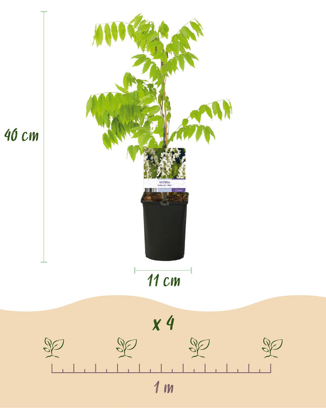 Blauwe regen - Wisteria floribunda Alba - Bloem Wit  - 1 plant - Pot 11cm Hoogte 40cm