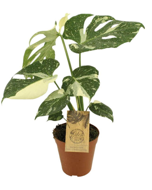 Monstera Thai Constellation - Ø15cm - ↕50cm