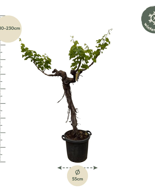 Druivenboom (Vitis Vinifera) stam vertakt - 220cm - ø55