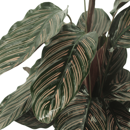 Pauwenpflanze 2 Stück - Calathea Ornata - 50cm - ø14