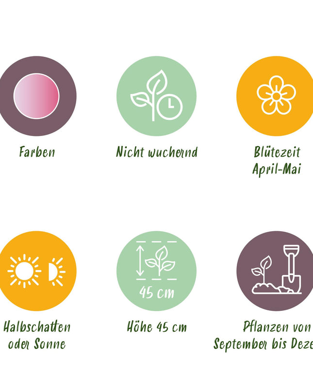 Bloembollen - Tulp Double Pink - Kleur Roze - 12 stuks - Bolmaat 11/12 - XXL Pack