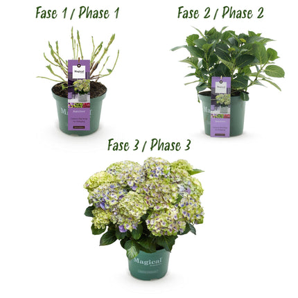 Hortensia Blauw - Hydrangea Magical Jewel Blue - 2 Planten - Pot 23cm Hoogte 55cm