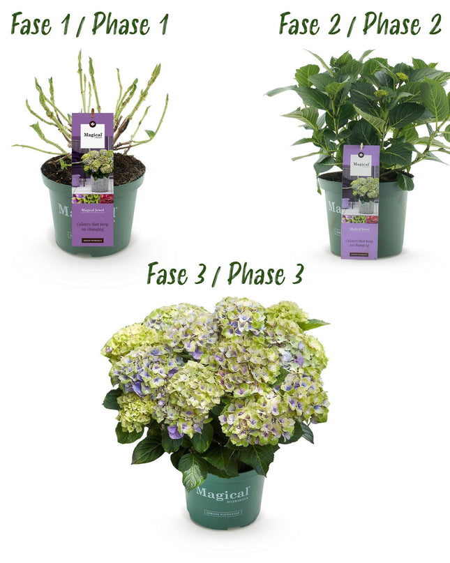 Hortensia Blauw - Hydrangea Magical Jewel Blue - 2 Planten - Pot 23cm Hoogte 55cm