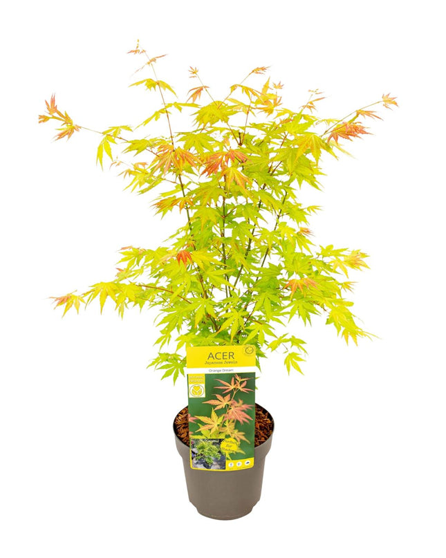 Acer palmatum Orange Dream - Ø19cm - ↕50cm