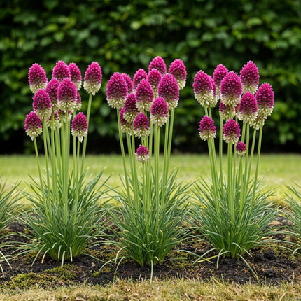 Bloembollen - Allium Sphaerocephalon - Kleur Paars - 100 stuks - Bolmaat 5/6 - XXL Pack