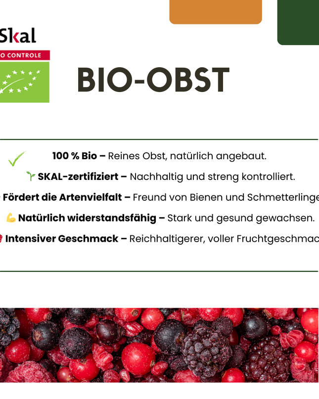 Cespi di more BIO 6 pezzi - Ø 13 cm - ↨ 20 cm