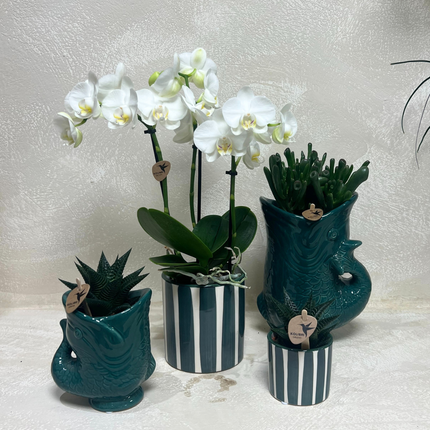 Orchidee | Set di orchidea Amabilis bianca e piante grasse in vasi decorativi di ceramica - dimensione vaso Ø9cm e Ø6cm | pianta da interno fiorita - fresca dal vivaio