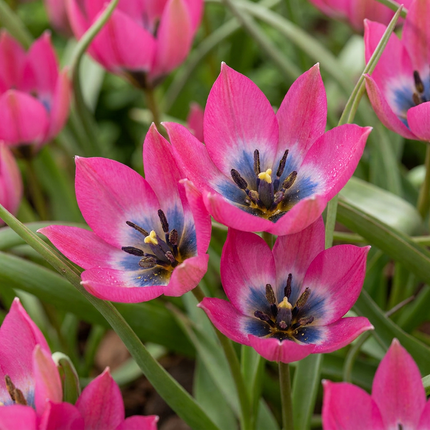 50x Tulipa Klein Schoonheid - Tulipa Little Beauty - Rose - Floraison printanière - calibre de bulbe 6/+