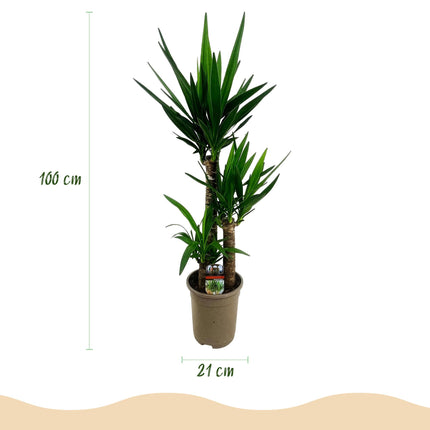 Yucca elephantipes - 2 pezzi - Vaso 21cm - Altezza 100cm