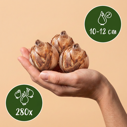 280x Bulb Dry Garden - Dry garden bulb plants - Various - Summer-flowering - Bulb size 10/12