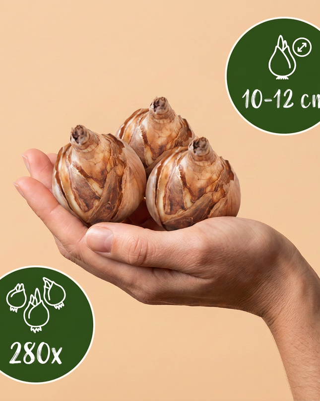 280x Bulb Dry Garden - Droge tuin bollenplanten - Diversen - Zomerbloeier - Bolmaat 10/12