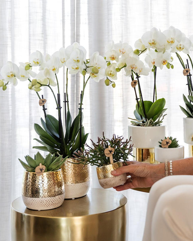 Kolibri Orchids | witte Phalaenopsis orchidee - Amabilis + Lush pot - potmaat Ø9cm - 35cm hoog | bloeiende kamerplant - vers van de kweker