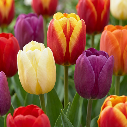 140x Tulipa Triumph Mix - Triumph-Tulpenmischung - Diversen - Frühjahrsblüher - Zwiebelgröße 11/17