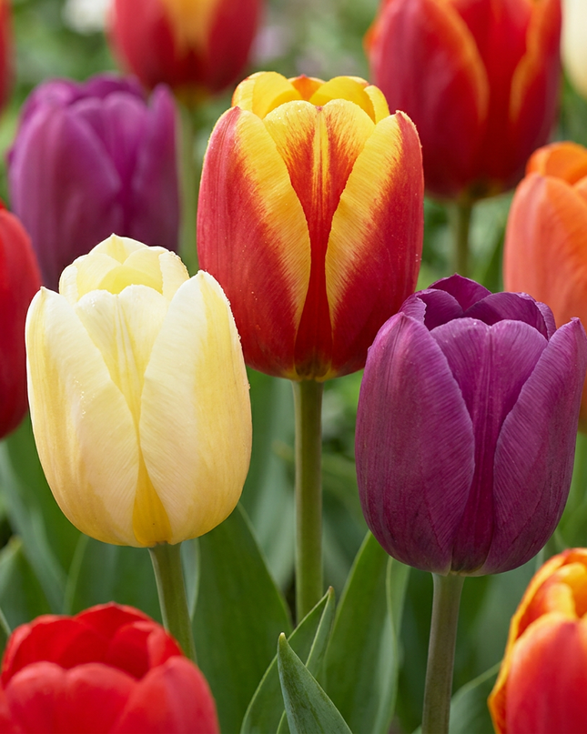 140x Tulipa Triumph Mix - Triumph-Tulpenmischung - Diversen - Frühjahrsblüher - Zwiebelgröße 11/17