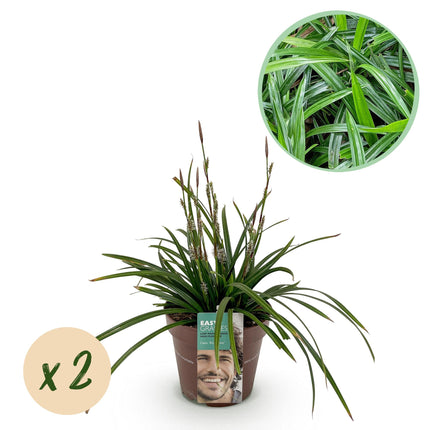 Siergrassen -  Carex morrowii Irish Green - Groen & Geel - 2 Planten - Bladhoudend - Weinig Onderhoud - Pot 17cm Hoogte 50cm