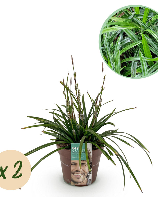 Siergrassen -  Carex morrowii Irish Green - Groen & Geel - 2 Planten - Bladhoudend - Weinig Onderhoud - Pot 17cm Hoogte 50cm