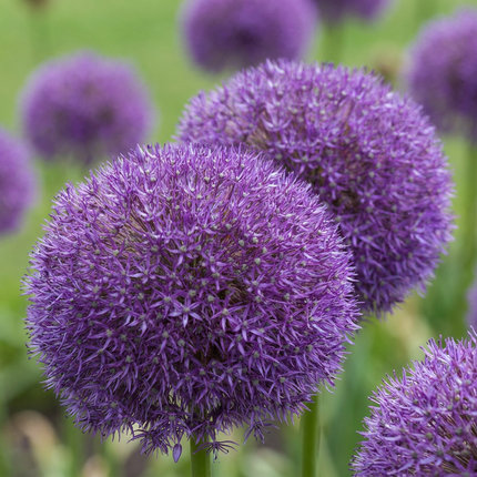 16x Allium Pinball Wizard - Zauberstab-Zierlauch - Violett - Sommerblüher - Zwiebelgröße 18/20