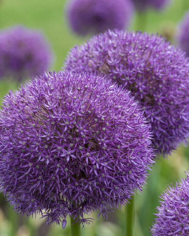 16x Allium Pinball Wizard - Zauberstab-Zierlauch - Violett - Sommerblüher - Zwiebelgröße 18/20