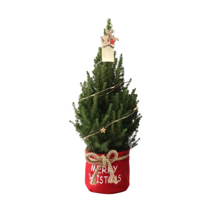 Kleine Kerstboom in Xmas Bag rood + lichtjes incl. batterijen - 70 cm - Picea Glauca Conica -