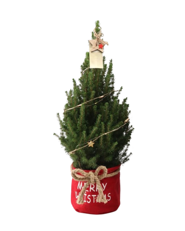 Kleine Kerstboom in Xmas Bag rood + lichtjes incl. batterijen - 70 cm - Picea Glauca Conica -