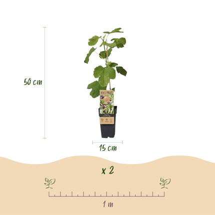 Vijgenboom - 2 planten - Ficus caria Little mis Figgy - Rode Vrucht - Pot 15cm Hoogte 50cm