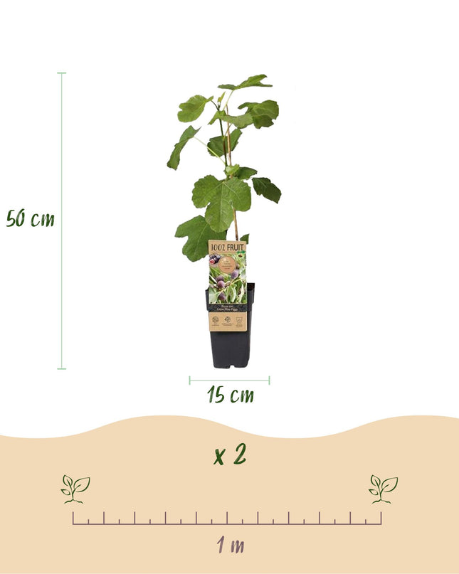 Vijgenboom - 2 planten - Ficus caria Little mis Figgy - Rode Vrucht - Pot 15cm Hoogte 50cm