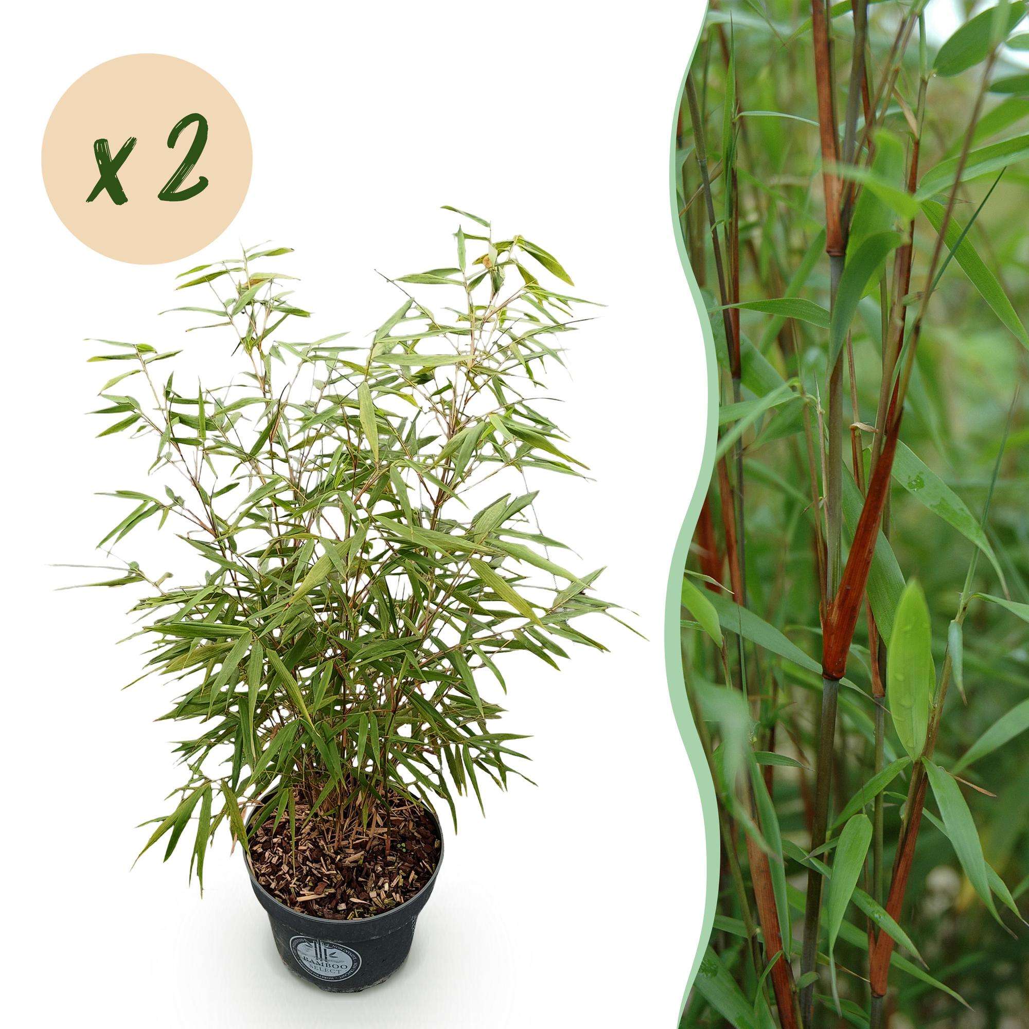 Fargesia scabrida Asian Wonder - Non-Invasive Bamboo - Evergreen