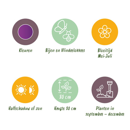 Bloembollen - Allium Purple Sensation - Kleur Paars - 15 stuks - Bolmaat 10/12 - XXL Pack