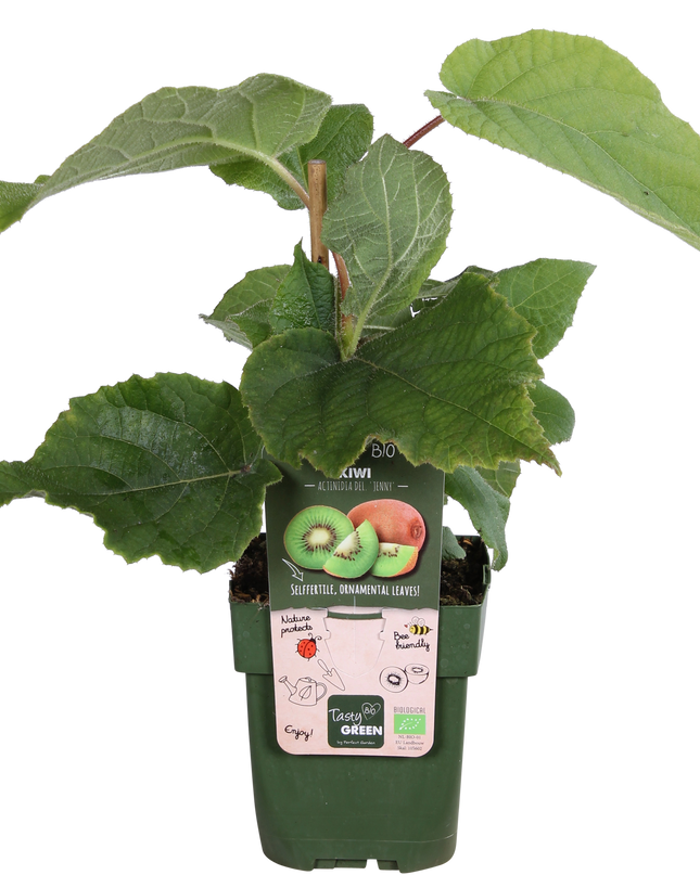 Actinidia delciosioa 'Jenny' - Kiwi - Ø13cm - ↕45cm