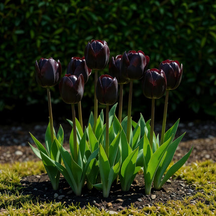 Bloembollen - Tulp Triumph Black - Kleur Donker Paars - 12 stuks - Bolmaat 11/12 - XXL Pack