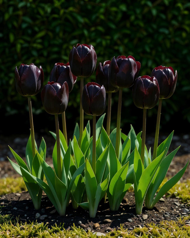 Bloembollen - Tulp Triumph Black - Kleur Donker Paars - 12 stuks - Bolmaat 11/12 - XXL Pack