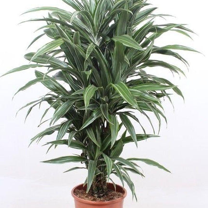 Dracena Warneckei - 100 cm - ø27